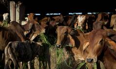 36 Cows Die in Delhi Cowshed in Two Days, Police Begin Investigation