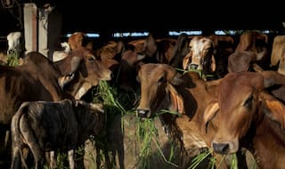 Abandoning Cow Can be a Criminal Offence in Madhya Pradesh