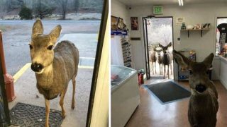 Female Deer Saunters in a Shop in Colorado With Her Entire Brood, Pictures Go Viral Female Deer Saunters in a Shop in Colorado With Her Entire Brood, Pictures Go Viral
