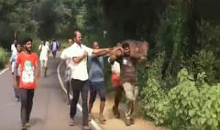 Ooty Forest Official Carries Injured Baby Elephant to its Mother; Heartwarming Video Goes Viral