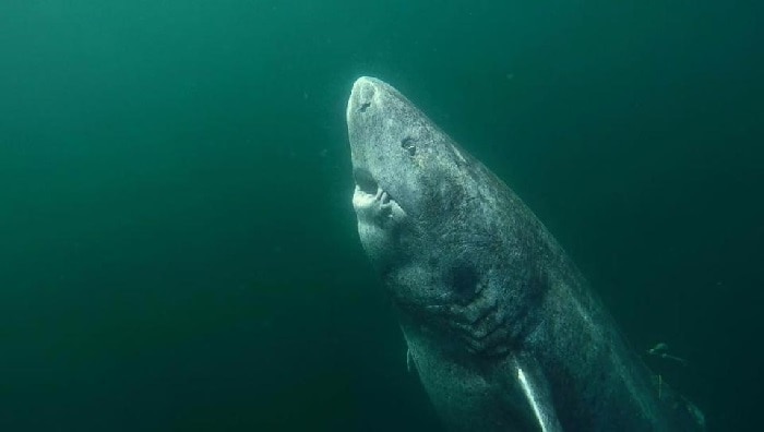 Not 512 But 392 Year Old Shark Found In Arctic Hailed As Oldest Living Vertebrate India Com