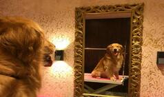 New Luxury Hotel For Dogs Opened in Gurugram; Suites Equipped With Velvet Beds and Non-Alcoholic Beers for Pets