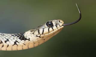 Man Battles a Rattlesnake and Survives