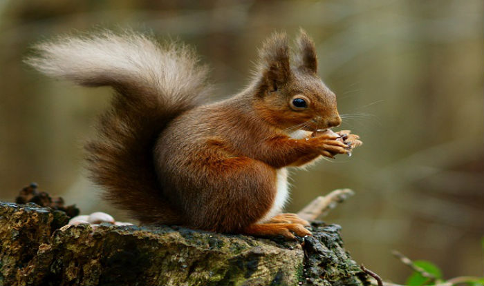 Squirrel Charged With Criminal Mischief For Destroying Christmas Lights ...