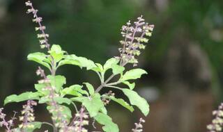Vastu Tip For Tulsi: आपके घर में आने वाली हर मुसीबत का संकेत देती हैं तुलसी, जानें इससे जुड़ी रोचक बातें