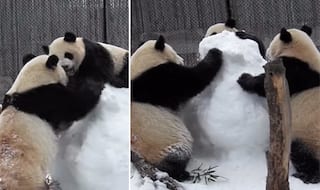 This Video Of Three Giant Pandas Attacking A Snowman In Toronto Zoo Is The Cutest Thing You Will See Today
