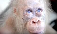 World's Only Albino Orangutan Will Soon Shift to Her Own 10-hectare forest Island