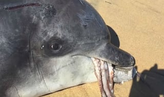 Octopus Chokes Dolphin To Death, Finds Australian University's Study