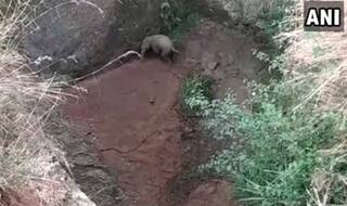 Baby Elephant Rescued From 20 Feet Ditch in Tamil Nadu by Villagers and Forest Officials