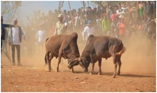 जल्लीकट्टू के खेल में 1 दर्शक की मौत, 11 खिलाड़ी घायल