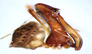 Scientists Discover 18 New Pelican 'Assassin' Spider Species in Madagascar That Eat Their Own Kind