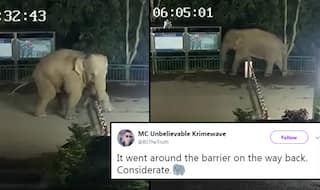Polite Elephant Goes for a Nighttime Stroll, Crosses China-Laos Border Twice, Video Goes Viral