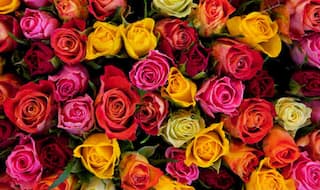 Valentine's Day 2018: Kolhapur to Export 12 Lakh Roses