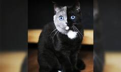 Rare Two-Faced Cat, Narnia, Is Winning The Hearts of Netizens With Its Striking Features