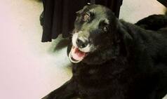 Missing Dog Reunites With Family After 10 Years