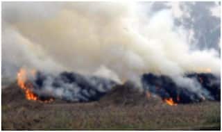 हरियाणा में पराली जलाने के मामलों में आई इतनी फीसदी गिरावट 