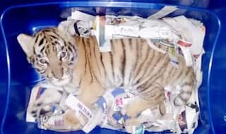 Royal Bengal Tiger Cub Found Stuffed Inside a Plastic Container in a Sedated State in Mexico