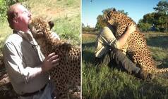 Amazing Video of Cheetah Hugging and Greeting Human Best Friend is Melting Hearts Online