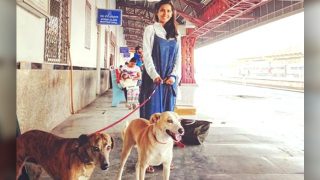 A Freelance Journalist Travelling Across The Country With Her Two Pet Dogs, Have A Look On Their Journey
