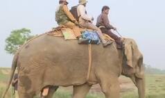 Rhino Census Exercise in Kaziranga Underway, More Than 40 Elephants, 17 SUVs Engaged