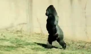 This Gorilla Prefers to Walk on Two Legs Like a Human (Video)