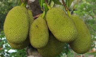 Why You Should be Eating Jackfruit Seeds