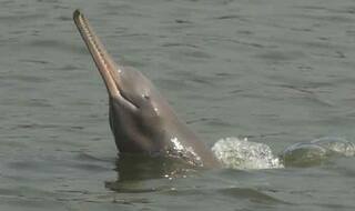 भारत में बची हैं सिर्फ 11 सिंधु डॉल्फिन, गंगा की डॉल्फिन भी खतरे में