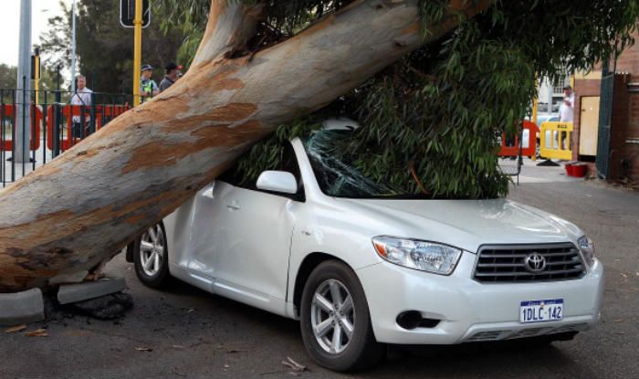 tree branch harm your vehicle