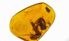 Rare Amber Found Encasing 99-million-year-old Frog Fossil