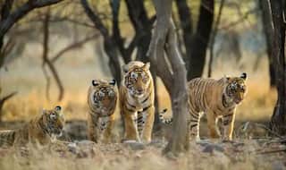 Royal Bengal Tigers in Ranthambore Will Tempt You to Visit Rajasthan