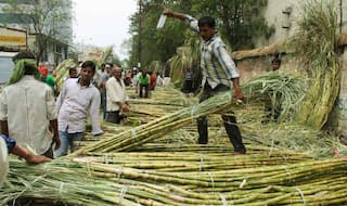 Sugarcane Dues Turn Western Uttar Pradesh Battle Into Bitter One