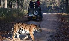 Experience These Wildlife Summer Safari's To Soak in Nature