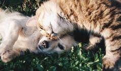 Decoding The Diet of Cats and Dogs