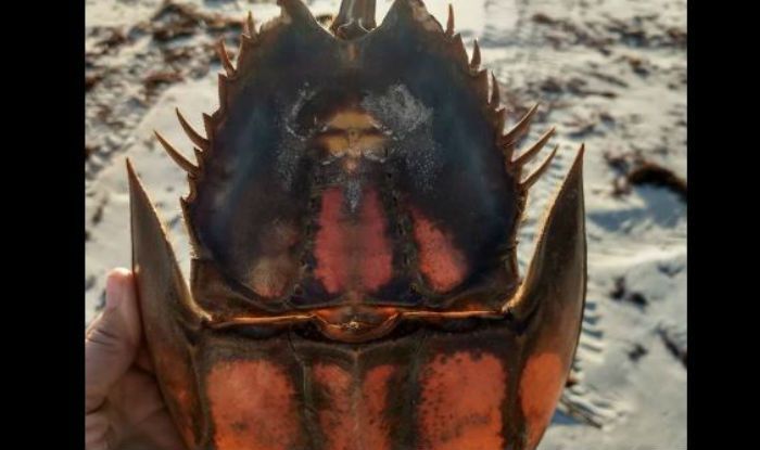 Florida Woman Says She Has Found Jesus On A Horseshoe Crab Shell