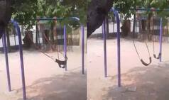 This Swing Moving Back And Forth Without Any Occupant Will Give You Eerie Feeling; Watch Video