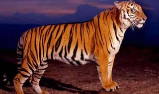 Sharp-shooter Who Killed Tigress Avni Threatens to Sue Maneka After Being Called Anti-national