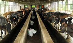 DPCC Says Over 60 Dairies in East Delhi Asked To Shut Down For Violating Guidelines