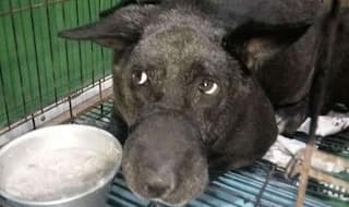 बुराड़ी केस: परिवार के बाद अब पालतू कुत्ते की हार्ट अटैक से मौत