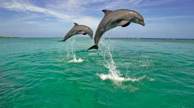 Картинки по запросу "mumbai dolphins"