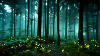 Mysterious Fireflies And Where You Can Find Them in Maharashtra