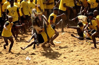 Tamil Nadu: Alanganallur Jallikattu Event Rescheduled, Now To Be Held On January 17   | Details Here