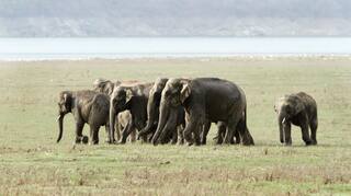 How to reach Jim Corbett National Park