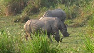 Viral Video: Over 20 Rhinos 'Chilling' at Kaziranga National Park During Lockdown | Watch