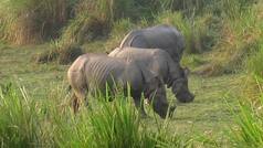 Kaziranga: Indian rhino's last refuge