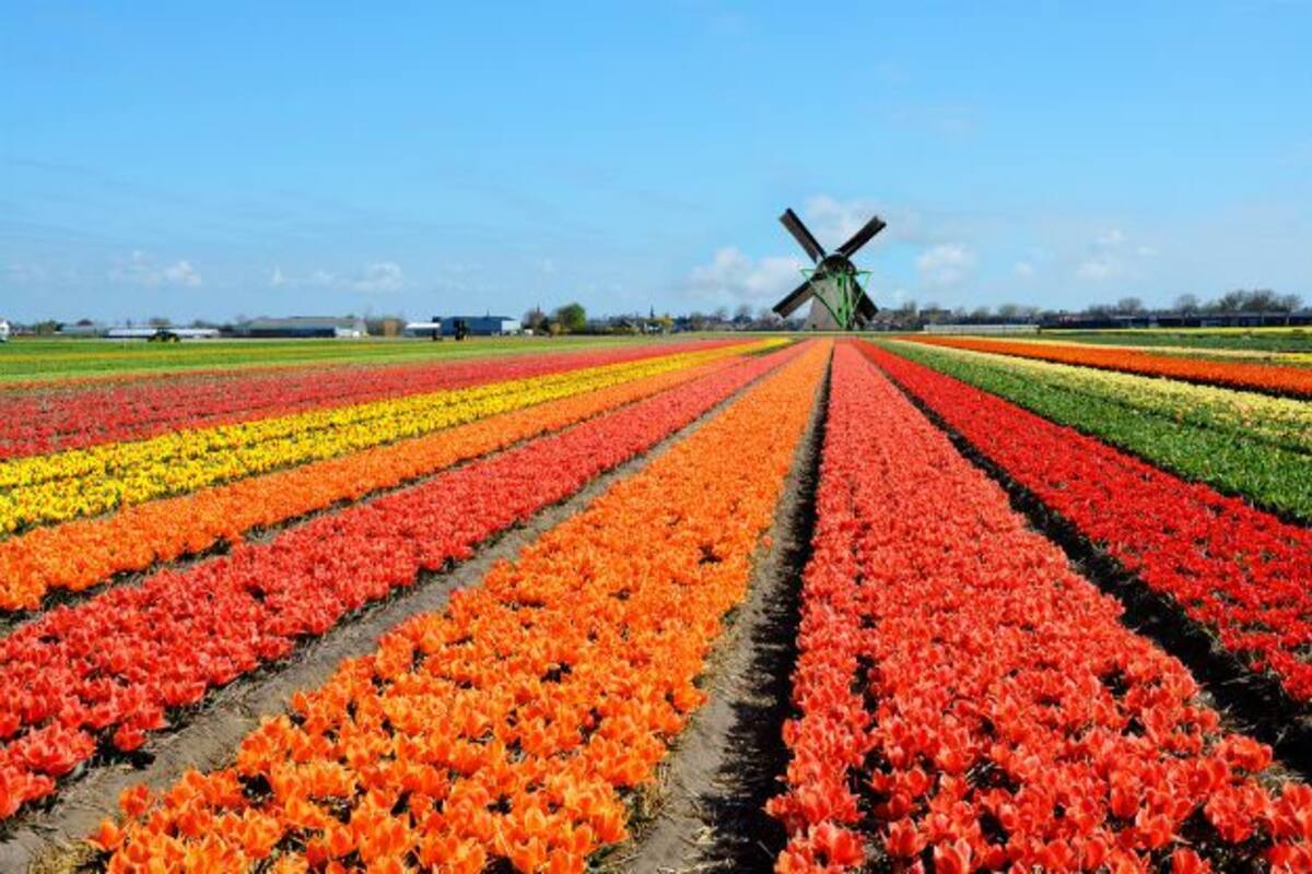 keukenhof park in the netherlands: heart-warming pictures of the