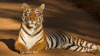 Check Out These 5 Wildlife Sanctuaries You Can Visit During The Monsoon in India