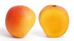 Mango-lovers Here Are 8 Types You Must Try in The Summer!