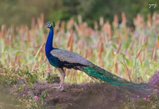 Offbeat Monsoon Destinations Near Mumbai That Nobody Knows About