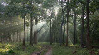 India's Rainforests: From Assam And Meghalaya to Andaman And Nicobar Islands