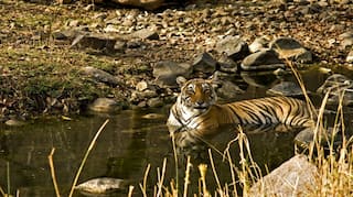 Have you visited Ranthambore National Park? You should!